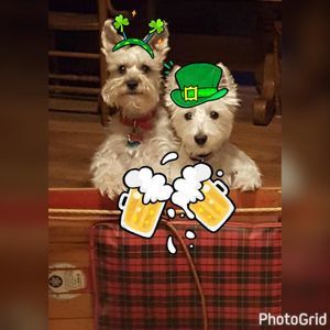 Meet your Posher, Norina